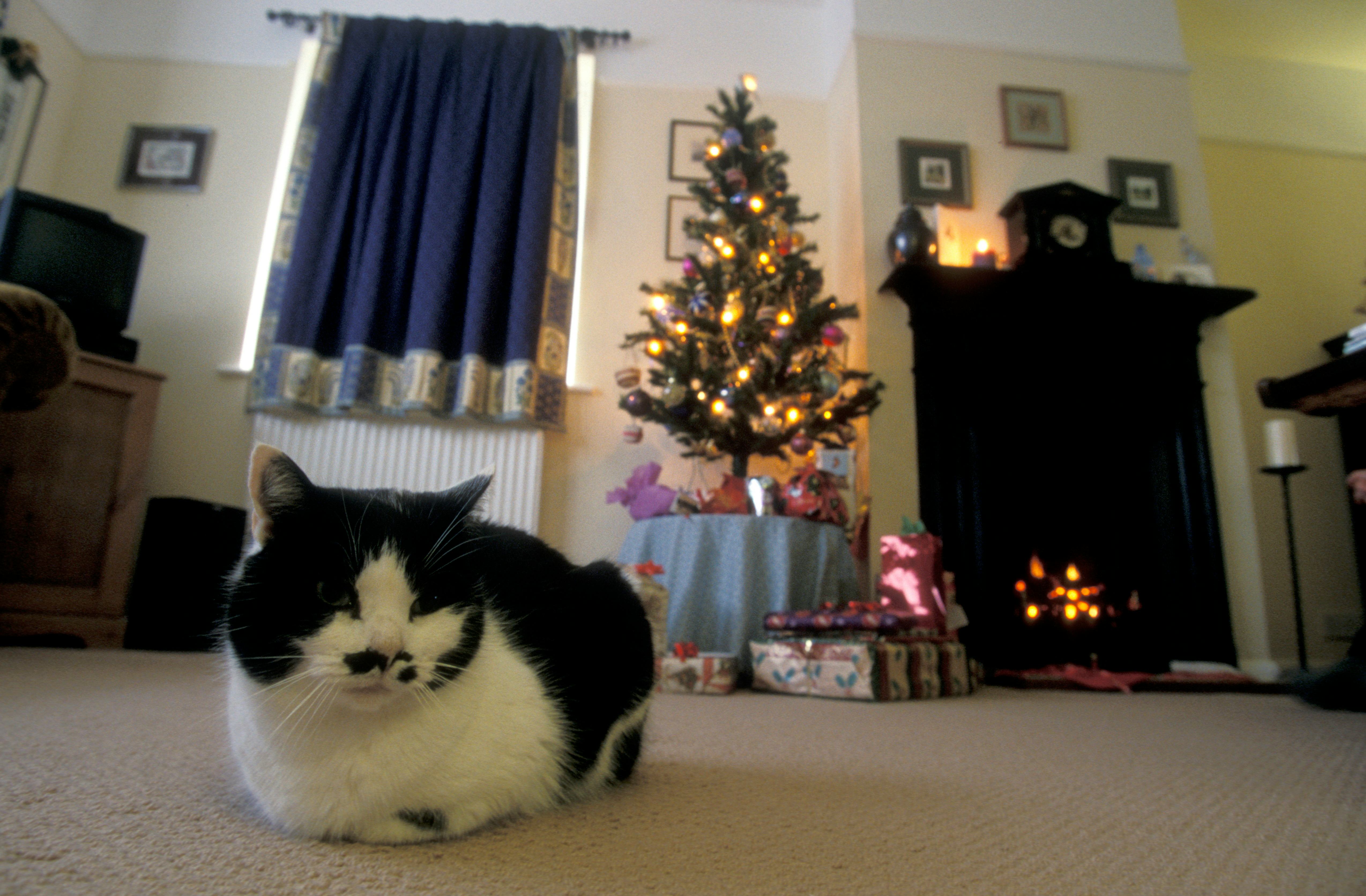 Trader Joe's Cat Advent Calendar Is A Purrfect Holiday Countdown