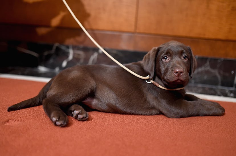 Labrador Retrievers are one of the best dog breeds for fighting depression.