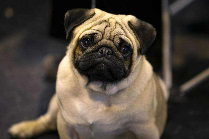 Pugs are one of the best dog breeds for fighting depression.