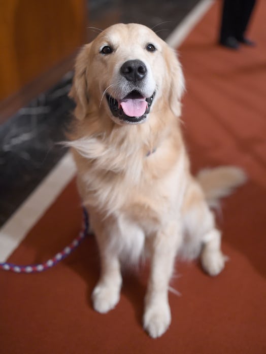 Golden Retrievers are one of the best dog breeds for fighting depression.
