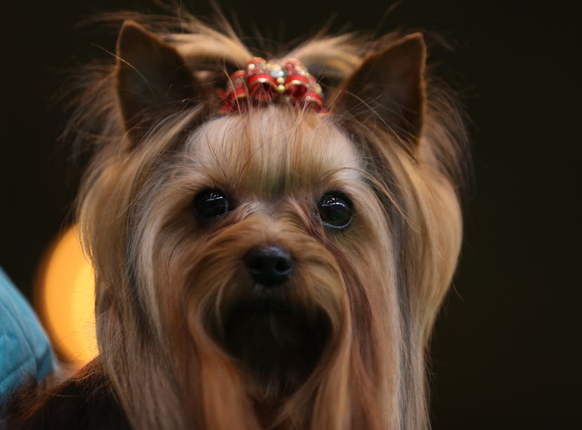 Yorkshire Terriers are one of the best dog breeds for fighting depression.