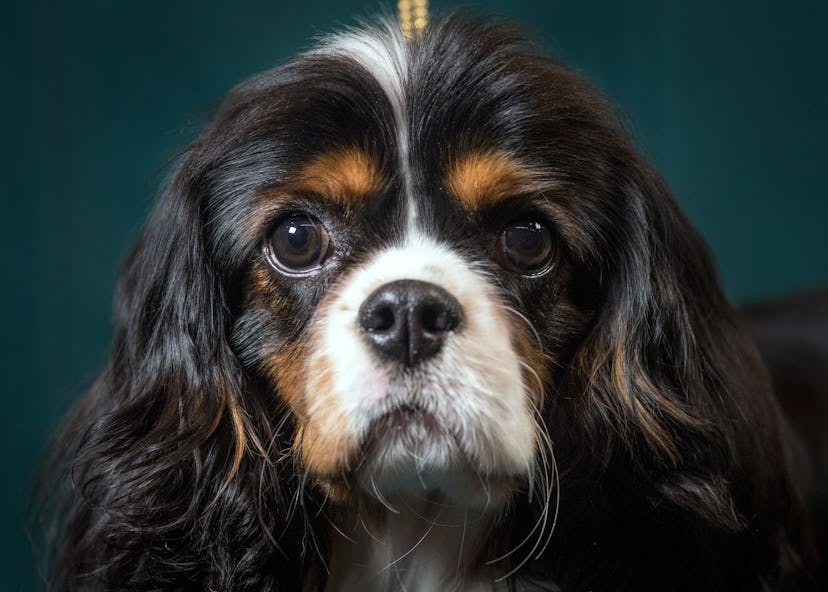 Cavalier King Charles Spaniels are one of the best dog breeds for fighting depression. 