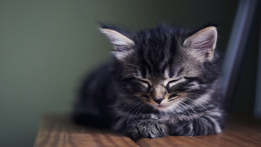 Cat Videos Are Good For Your Health So Watch Our Top 5 Instagram