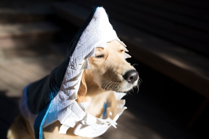 Dog dressed up in a shark costume.