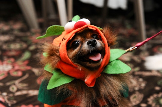 A dog dressed in costume for Halloween.