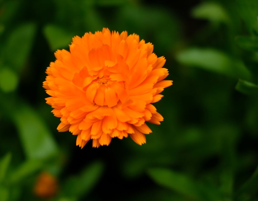 Marigold is the birth flower for October, and Marigold is a great October cat name