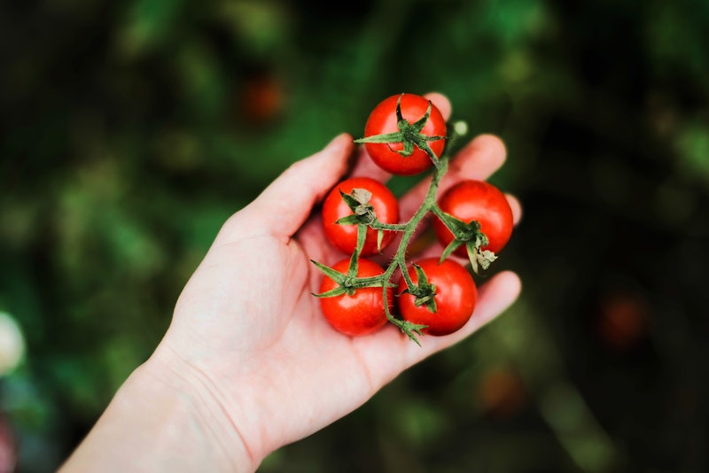 A woman holds tomatoes. Going vegetarian during the week and only eating meat on the weekends may ha...