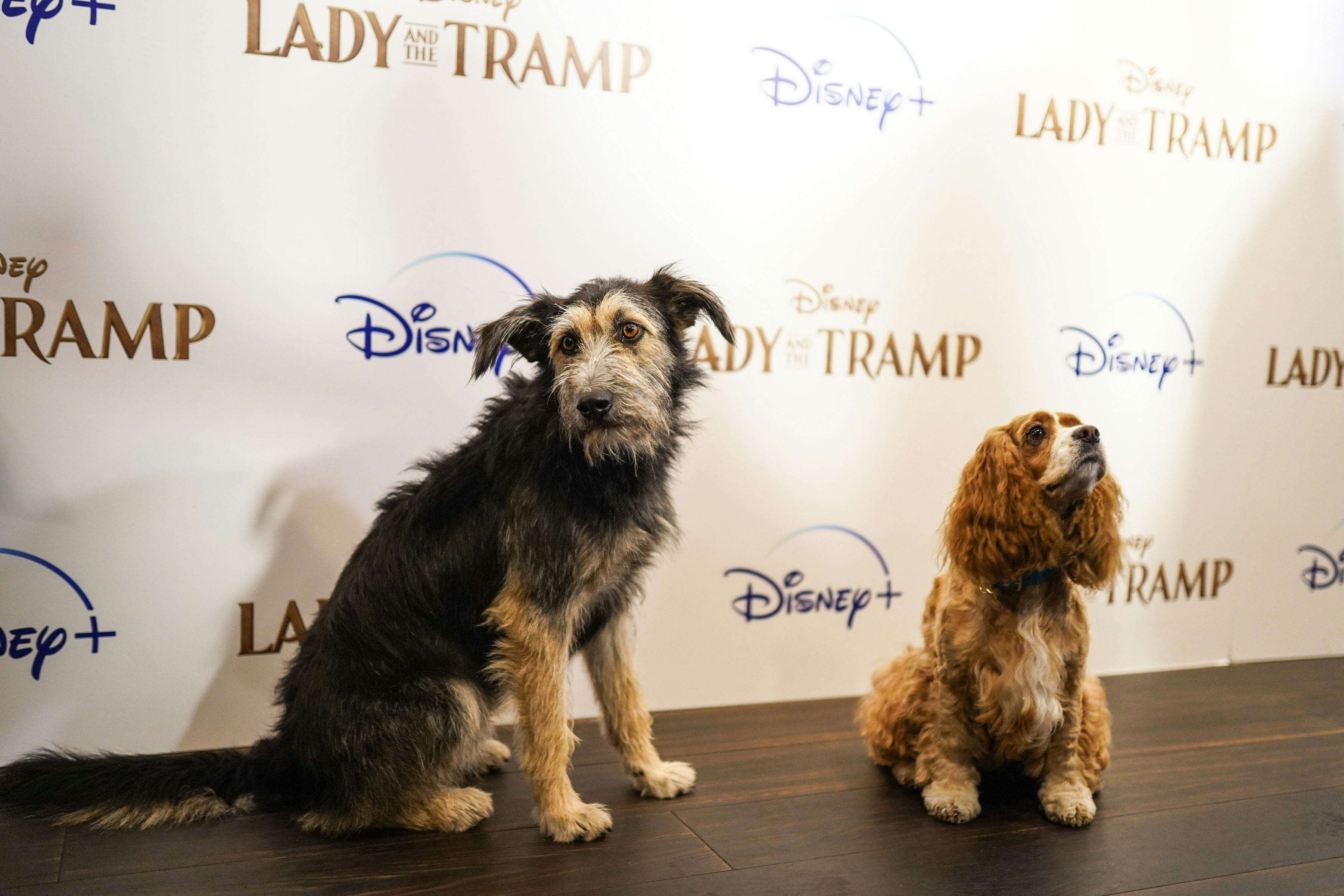 5 Most Popular Disney Names For Dogs, Just In Time For The Disney+ Launch