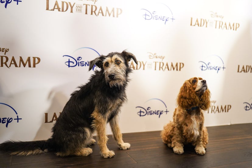 With release of new Lady and the Tramp live-action film on Disney+, Fi examined popularity of Disney...