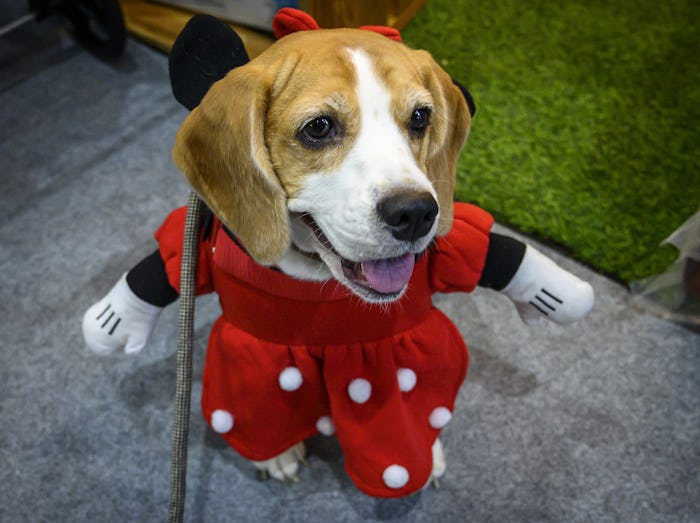 Dog wearing a Minnie Mouse costume 