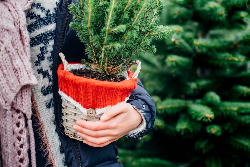 Decorating a living Christmas tree is an easy way to cut down on holiday waste. 