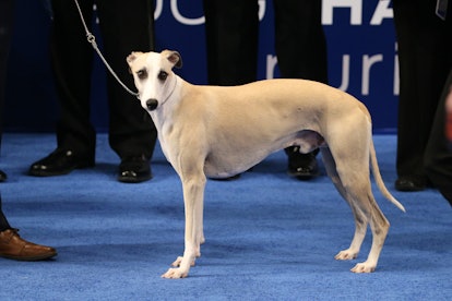 Whiskey the Whippet won Best In Show at the 2018 National Dog Show in Philadelphia.