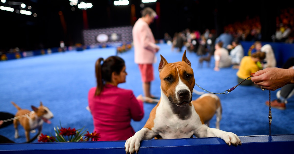 How To Watch The National Dog Show 2019 On Thanksgiving