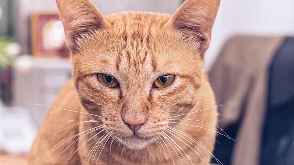 Download Here's How To Get A Cat Face Filter On Snapchat To Creep ...