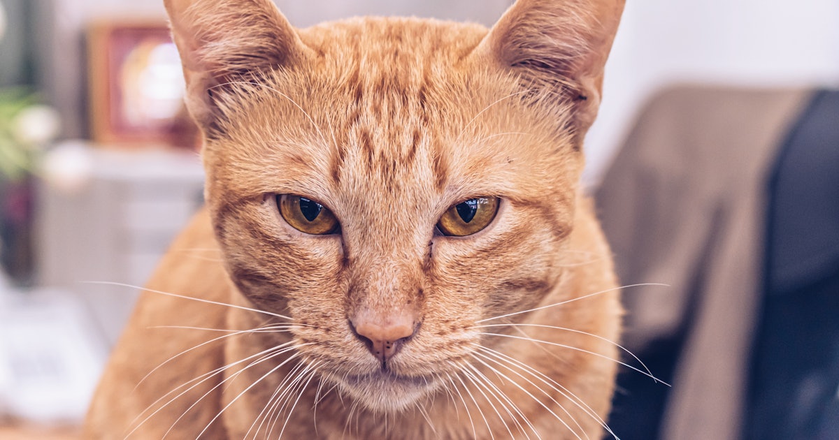 Here S How To Get A Cat Face Filter On Snapchat To Creep Out Your