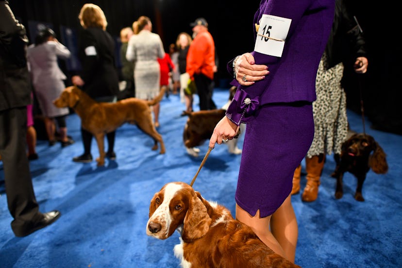 Anyone can watch the 2019 National Dog Show on NBC or on the NBC Sports app. 