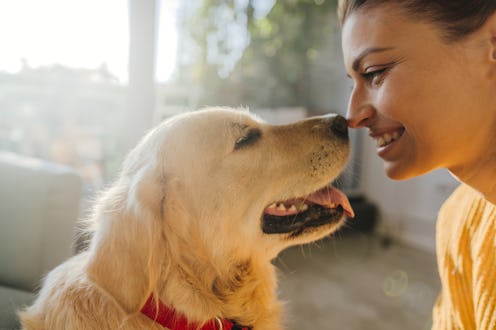 Scientists have worked out a new way to calculate your dog's age in human years