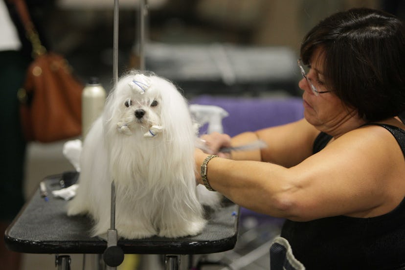 Big or small, all dogs are celebrated in photos from previous years' National Dog Show.