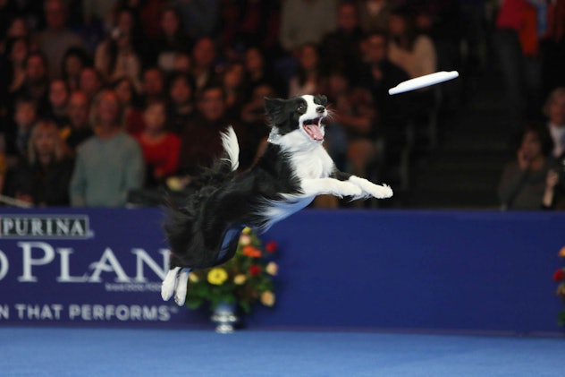 Photos from previous years' National Dog Shows also show some competitors demonstrating their talent...