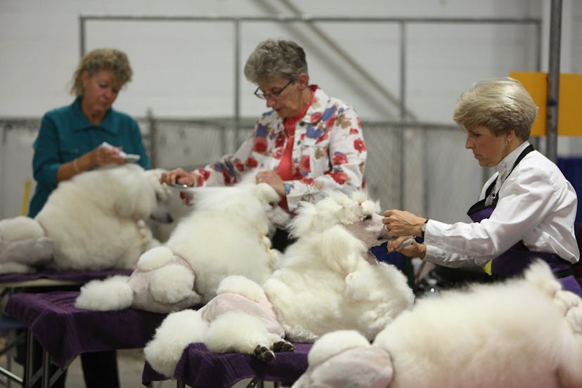 Photos from previous years' National Dog Shows detail just how pampered each pooch gets before the c...