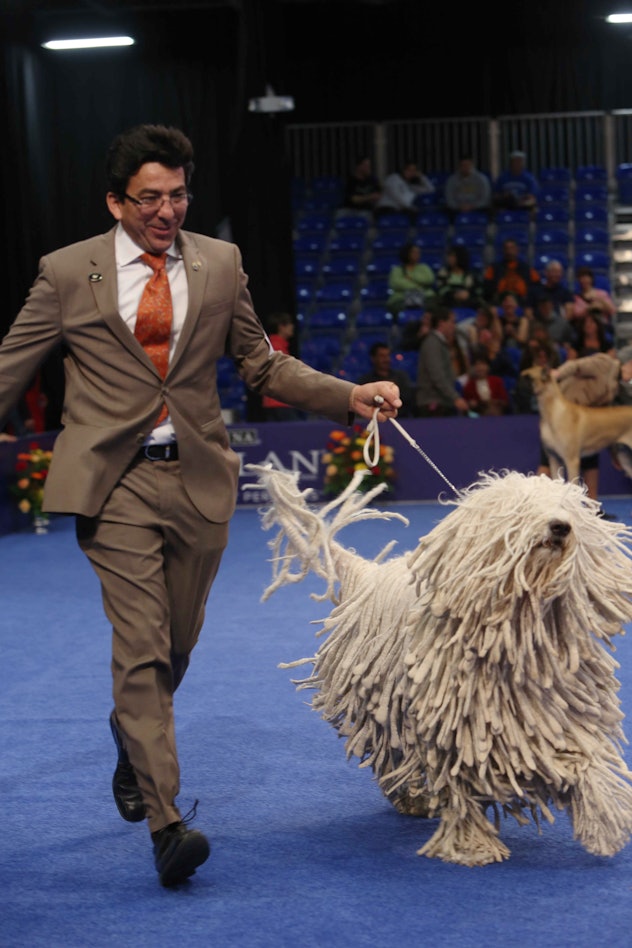 Photos from previous years' National Dog Shows can help kids learn about the many different kinds of...