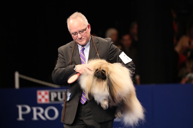 From bald to well, hairy, photos from the National Dog Show have it all. 