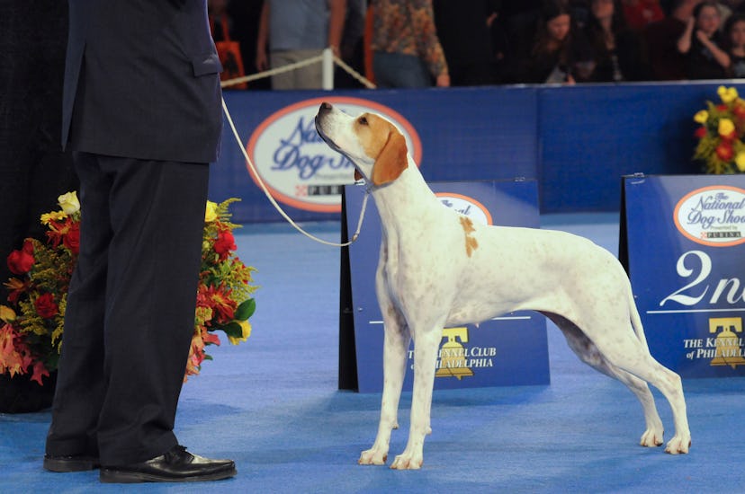 Photos from previous years' National Dog Shows are full of adorable pups like this winner. 