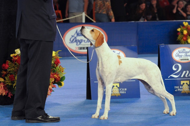 Photos from previous years' National Dog Shows are full of adorable pups like this winner. 