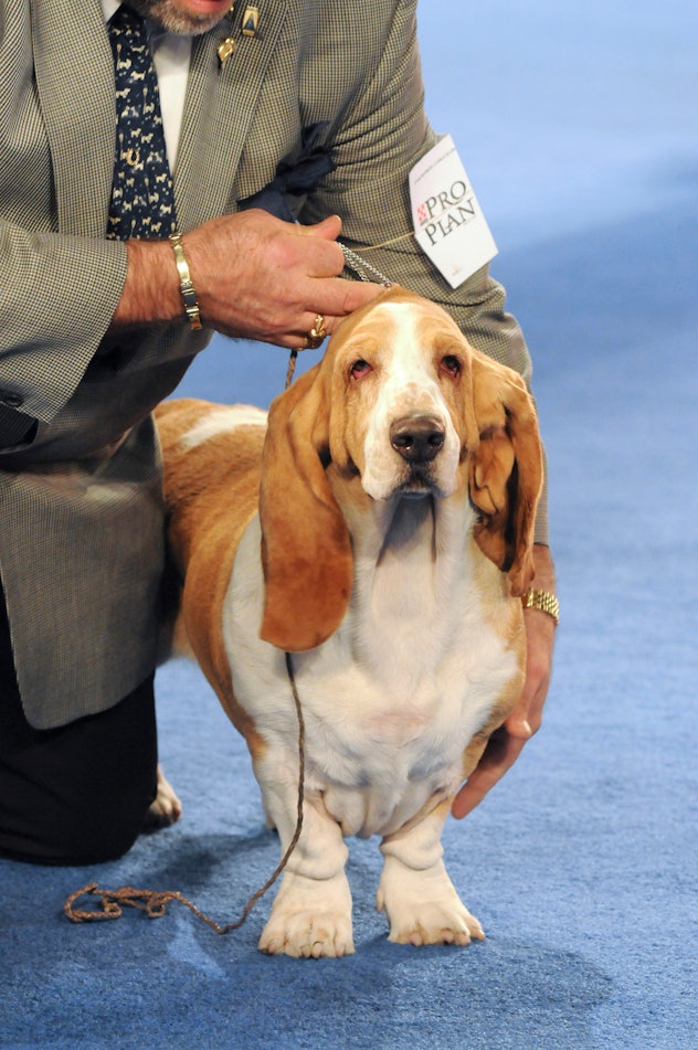 Photos from past National Dog Shows prove there's too many cute competitors, including this dapper h...