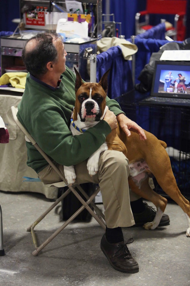 Of course, it's photos of what goes on backstage at the National Dog Show that capture all the cuddl...