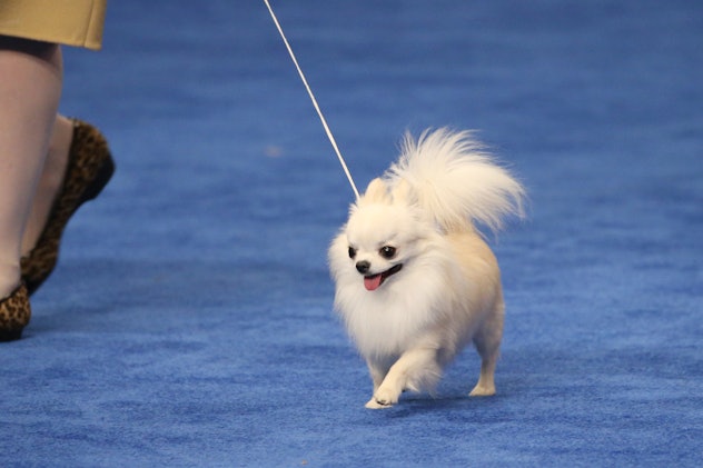 Photos from previous years' National Dog Shows are full of adorable pups, including this tiny tot. 