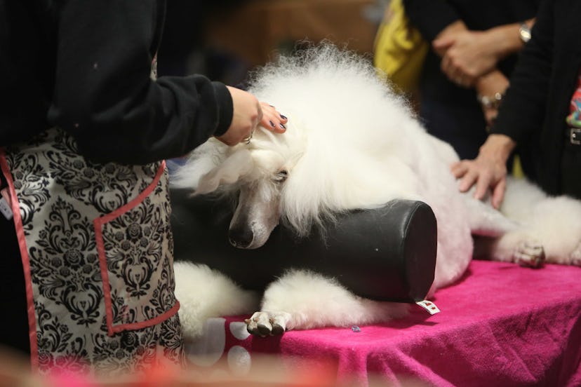 Some dogs require more grooming than others, as photos from previous years' National Dog Shows will ...