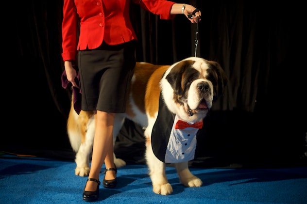 Photos from previous years' National Dog Shows include this well-dressed pup. 