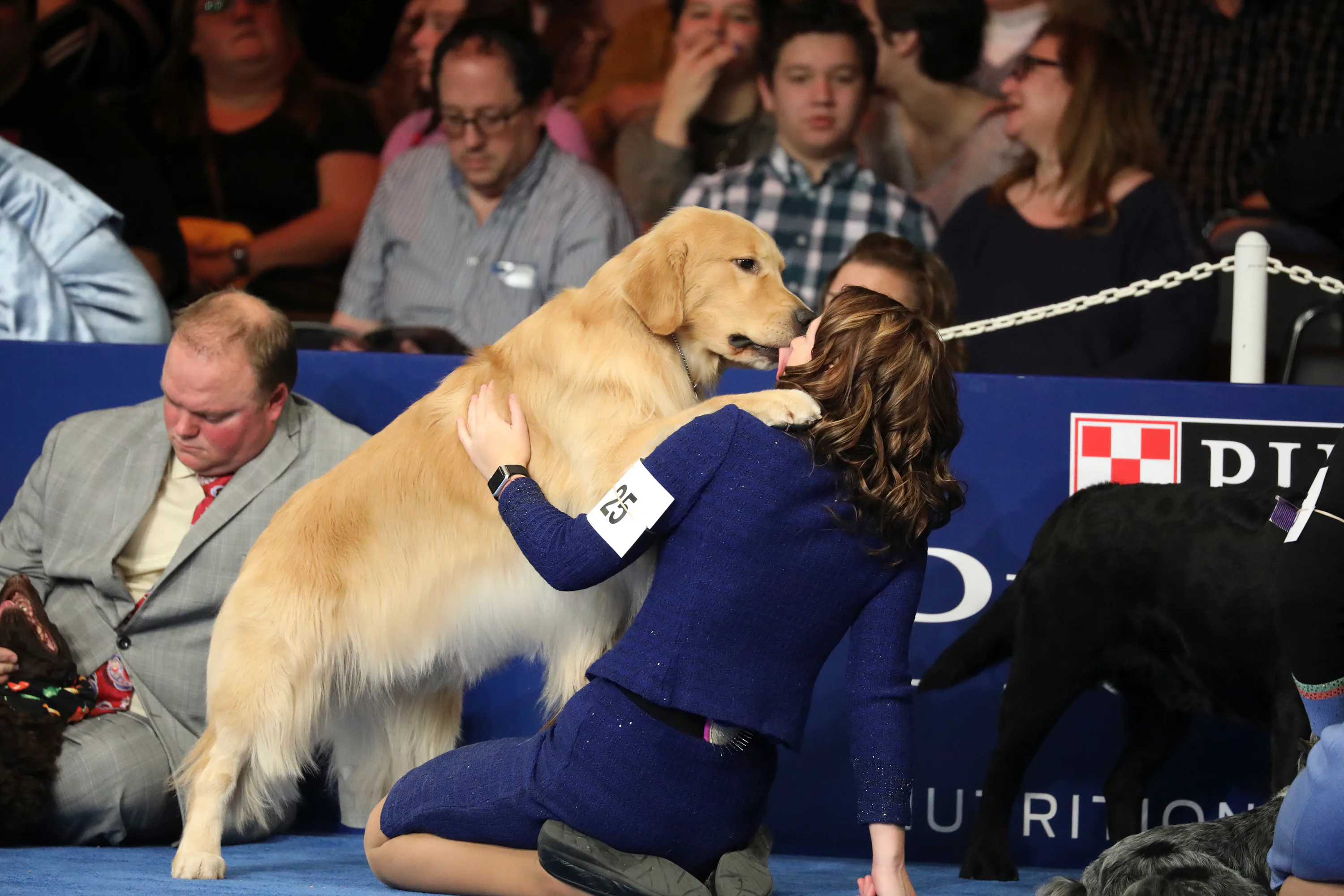 20 Photos From National Dog Shows Over The Years To Celebrate So Many ...