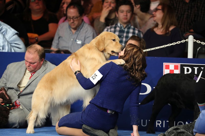 While the National Dog Show is all business, dogs can't help but have a little fun now and again as ...