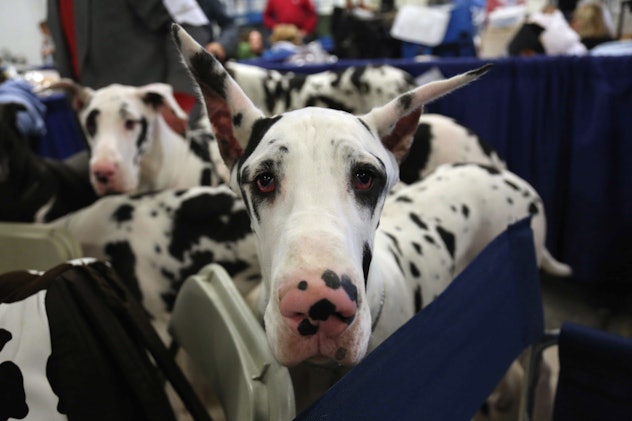 Photos from previous years' National Dog Shows are full of adorable pups. 