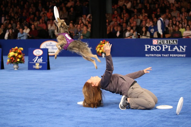 There's more to life than looks as competitors in previous years' National Dog Shows have shown. 