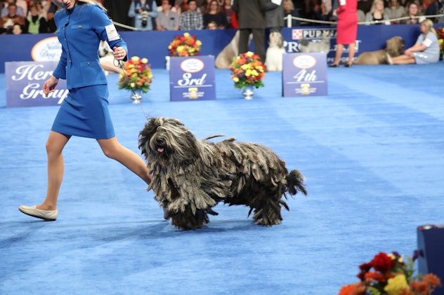 With differences in size, color, and style, photos from previous years' National Dog Shows can also ...