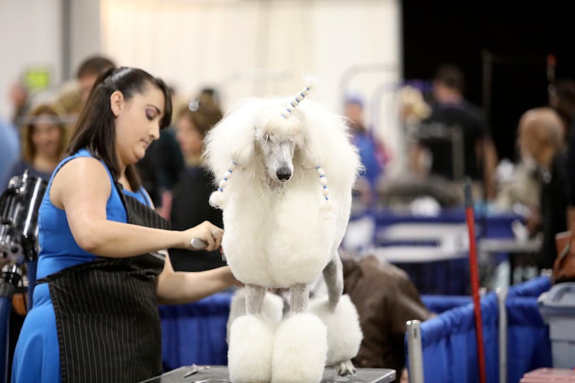 Photos from previous years' National Dog Shows shed light on some grooming secrets. 