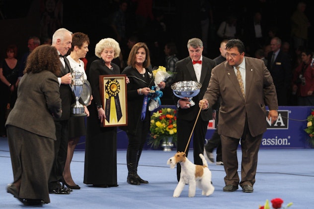 Photos of previous years' National Dog Show champs prove this annual event always picks a cutie. 