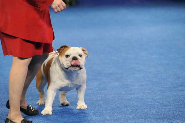 Dogs like this cute bulldog are exactly why photos from previous years' National Dog Shows shows are...
