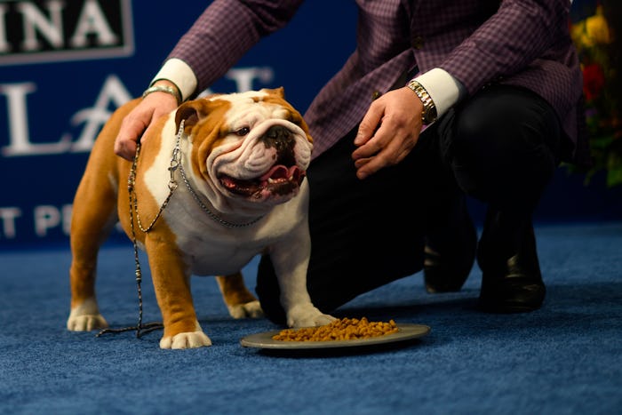 Thor the bulldog won best in show at the 2019 National Dog Show.