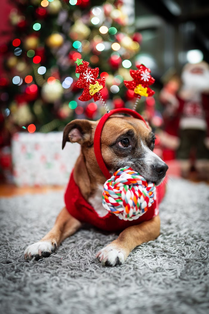 a small dog wearing reindeer antlers