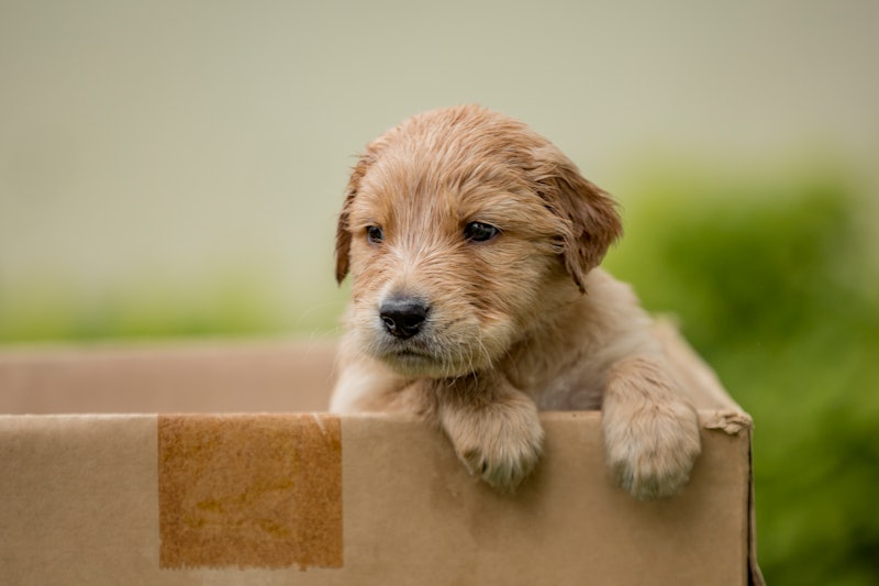 A brown puppy peaks out of a carboard box, resting their paws on the front and looking to the side. ...