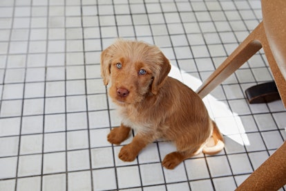 A puppy glances sadly at the camera. A puppy-linked bacterial infection is spreading, the CDC says.
