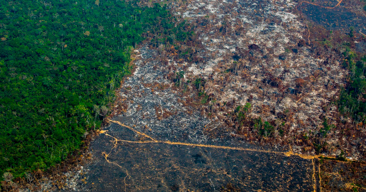Statistic of the decade: The massive deforestation of the Amazon