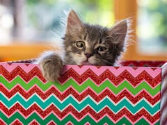 These Photos Of Cats Playing With Wrapping Paper are trending on Twitter and it's the cutest thing y...