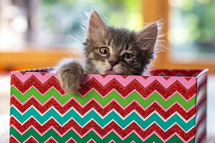 These Photos Of Cats Playing With Wrapping Paper are trending on Twitter and it's the cutest thing y...