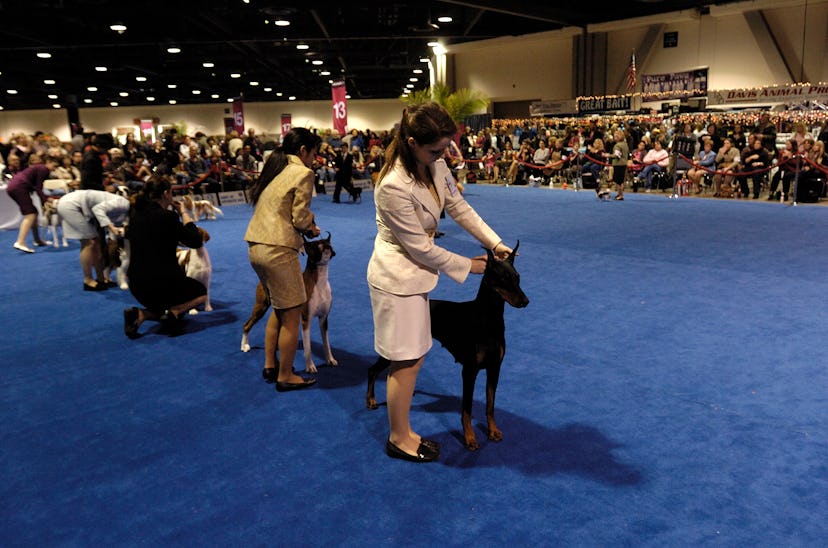 The '2019 AKC National Championship Dog Show Presented by Royal Canin' will air on Animal Planet on ...