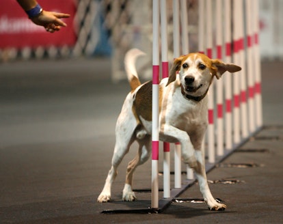The AKC National Championship Dog Show is one of the biggest dog shows in the world, and will be bro...